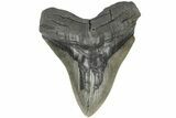 Huge, Fossil Megalodon Tooth - Visible Serrations #203032-1